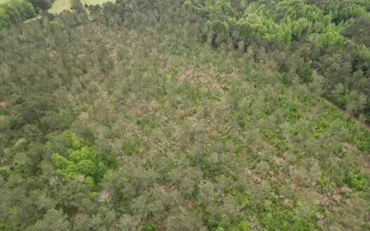 160 Acre in Bienville Parish Near Arcadia, Louisiana