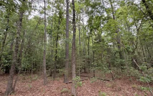 8.04± Acres Wooded Land for Sale in Avinger TX