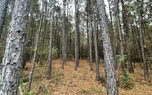 14.28 Acres Timberland for Sale Near Troup Smith County TX