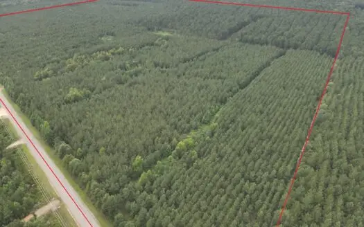 Diverse Pine Timberland W/ Hwy for Sale in Lafayette Co., AR
