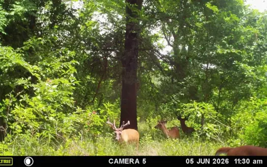 34± Acres with Sandy Creek | Prime Hunting Land in Oklahoma