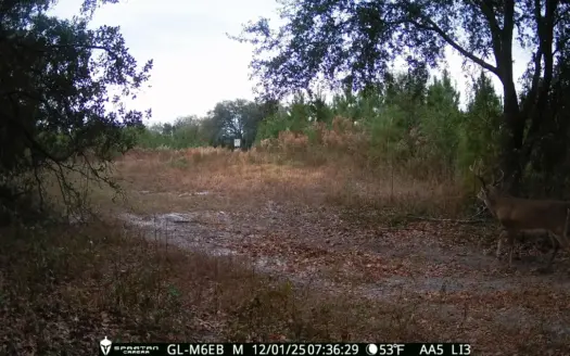 70.97 Acres – Cumbie Rd, Grady/Decatur County Line – Near Vada GA