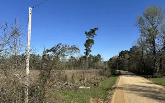 Bradley County Young Pine Timberland Property for Sale!