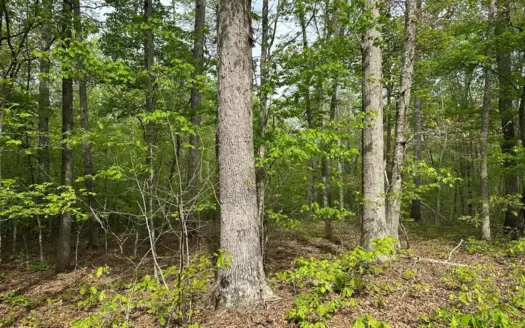 Buggs Island Retreat with Lake Access & Privacy