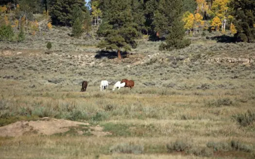 Colorado Recreation and Hunting Land