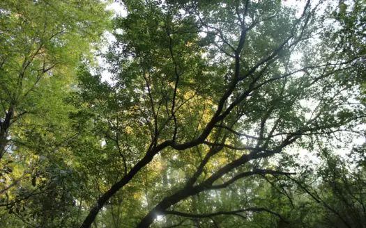 Eleven acre oasis right outside of Athens, GA