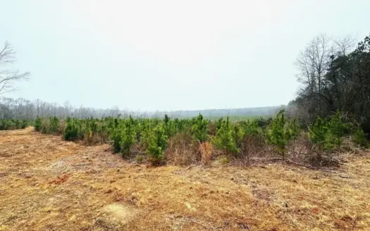 Hunting & Homesite Land Near Tylertown, MS