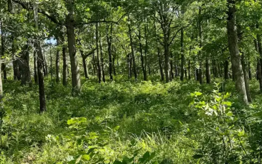 Hunting & Recreational Land For Sale Eldridge, Laclede County Mo.