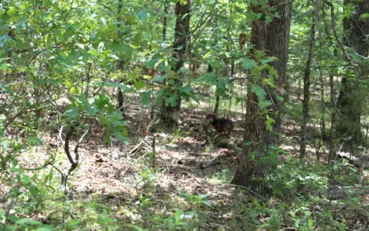 Lot 39 In Lakeshore Acres Gated Subdivision on Bull Shoals Lake