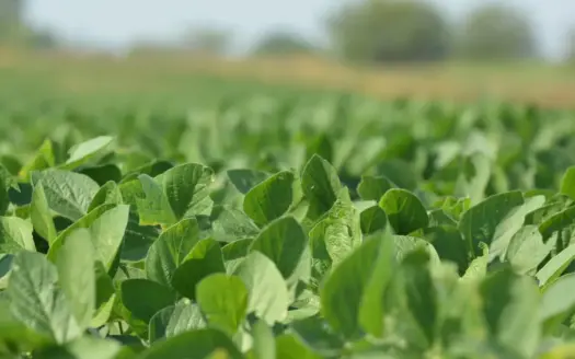 Osage County Kansas 75 Acre Build Site & Tillable Farm