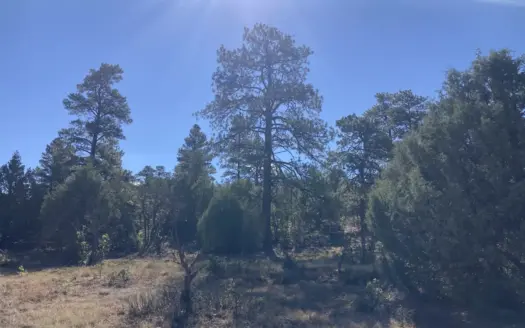 Secluded Lot in Ponderosa Near Chama and Pagosa Springs