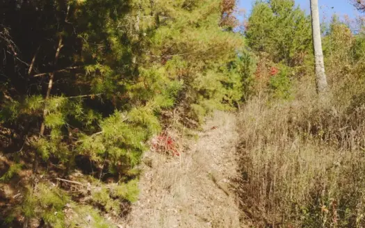 Unrestricted Acres Bordering the Cherokee National Forest East TN