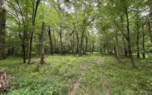 120± Acres for Sale in Osyka, MS on Tickfaw River