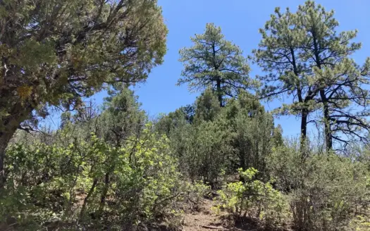 1.5 Acres Close To Chama NM and Pagosa Springs CO No HOA