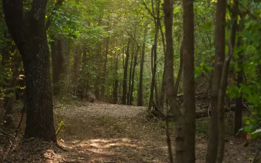 East Texas Hunting & Timber Land for Sale Near Tyler in Smith Co