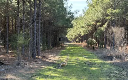 Timberland and Hunting Land in Queen City, Texas for Sale