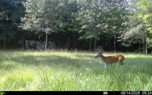 Hunting Land & Timberland Acreage in Atlanta, TX for Sale