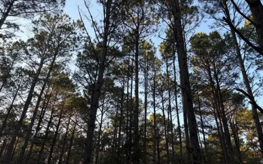 24 Acres in Hughes Springs TX | Utilities & FM 250 Access