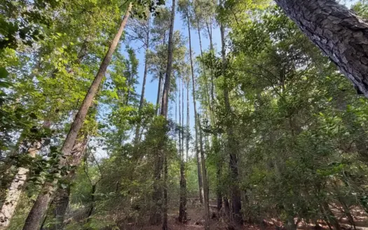 Wooded Acreage, Creek, Timber, Wildlife, Chesterfield SC