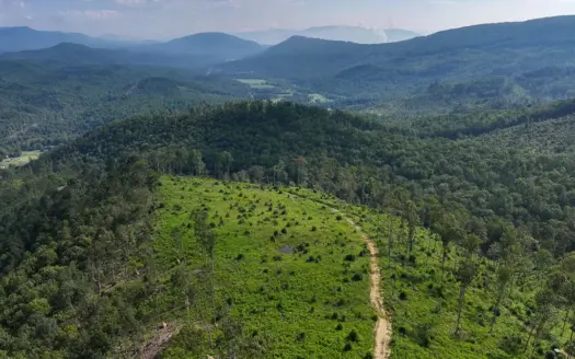 176.77 Acres Bordering National Forest in Alleghany County, VA