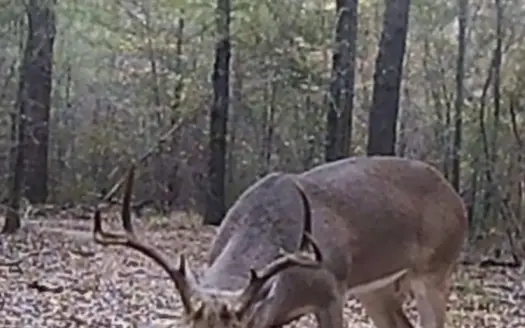 124+ Acre Hunting Retreat in Simms Tx. Homesite Ready & Wildlife