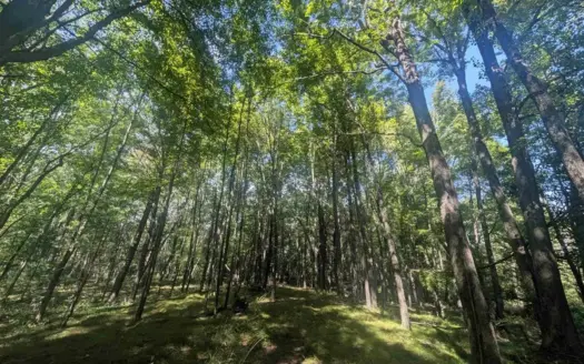 Central WI Hunting Land For Sale