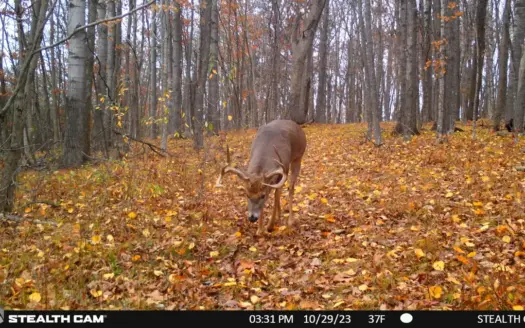 34.83-Acre Southwest Wisconsin Hunting Land | Viola, Wisconsin