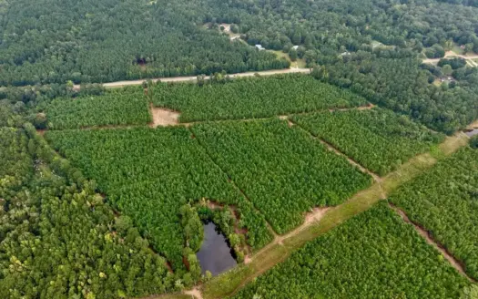 53± Acre Hunting Property Near Centreville, MS