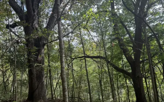 Wooded Lot for Sale in Glade Spring VA