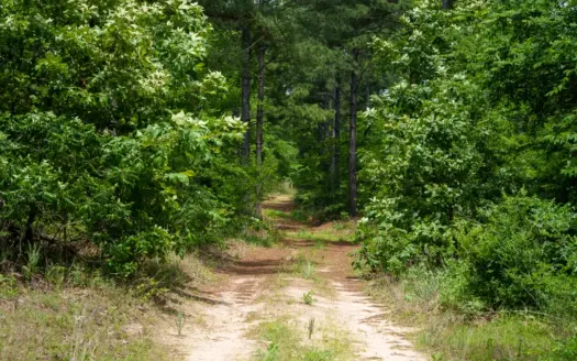 East TX Timber Hunting Land for Sale Ben Wheeler TX Van Zandt Co