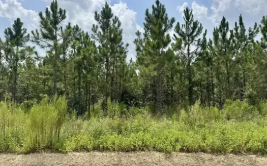 5 Acres of Planted Pines For Sale in North Florida