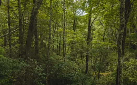 Building Lot for Sale in Marion NC!