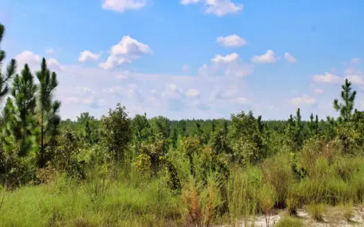 Rolling Sandhills Land Near State Forest & Recreation, Patrick SC