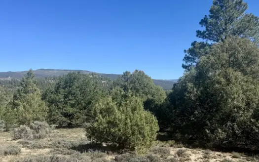 Undeveloped Wooded Mountain Land / Acreage for Sale