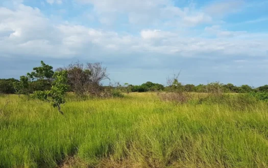 43 Hectares Flat Land, close to the Beach In El Chiru, Rio Hato