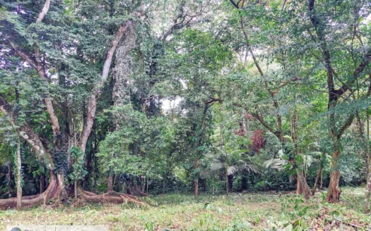 Lush Affordable Jungle Lot for Sale, Isla Colon, Bocas del Toro