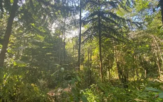 Costa Rica Forestry and Timber Land for sale by Michael Krieg