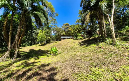 Titled Jungle Lot on Isla Solarte, Bocas del Toro