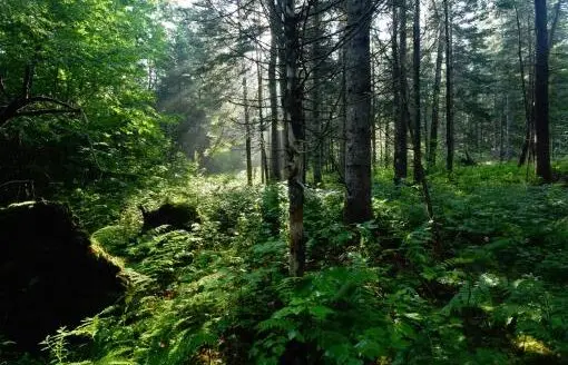 Maine River Front Land for Sale in Abbot Maine