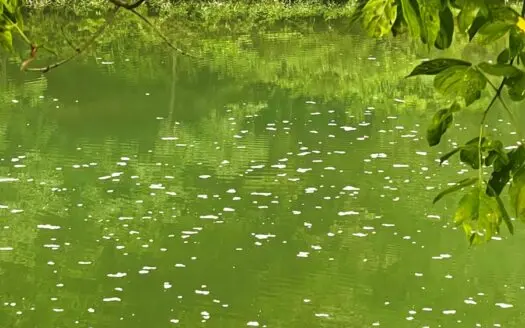 Camping Lot on South Fork Spring River for Sale