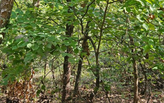 Isabella Missouri waterfront real estate listing photo 1