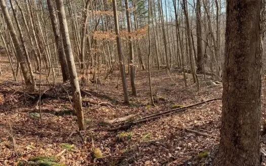 Prime 3-acre Wooded Lot in Lone Mountain Shores